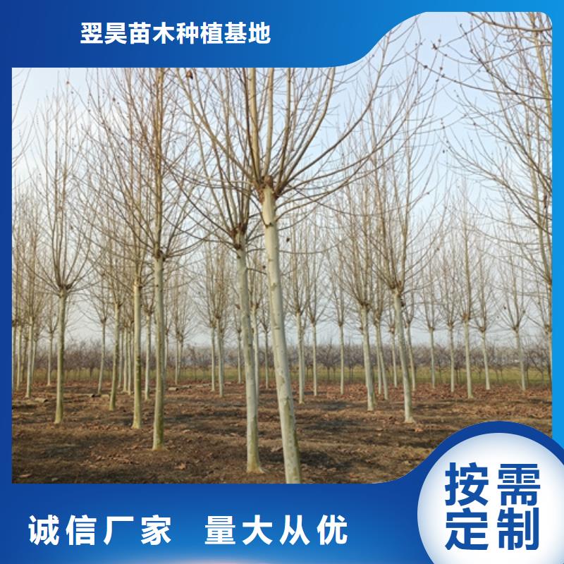 法桐-西府海棠价格地道