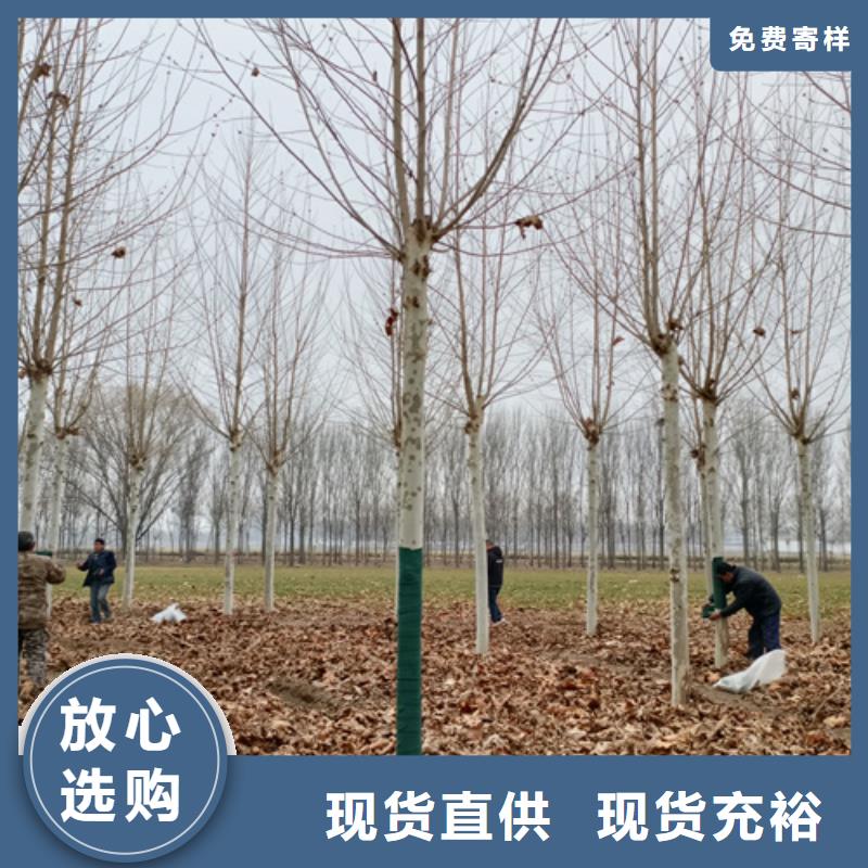 法桐,白蜡做工细致