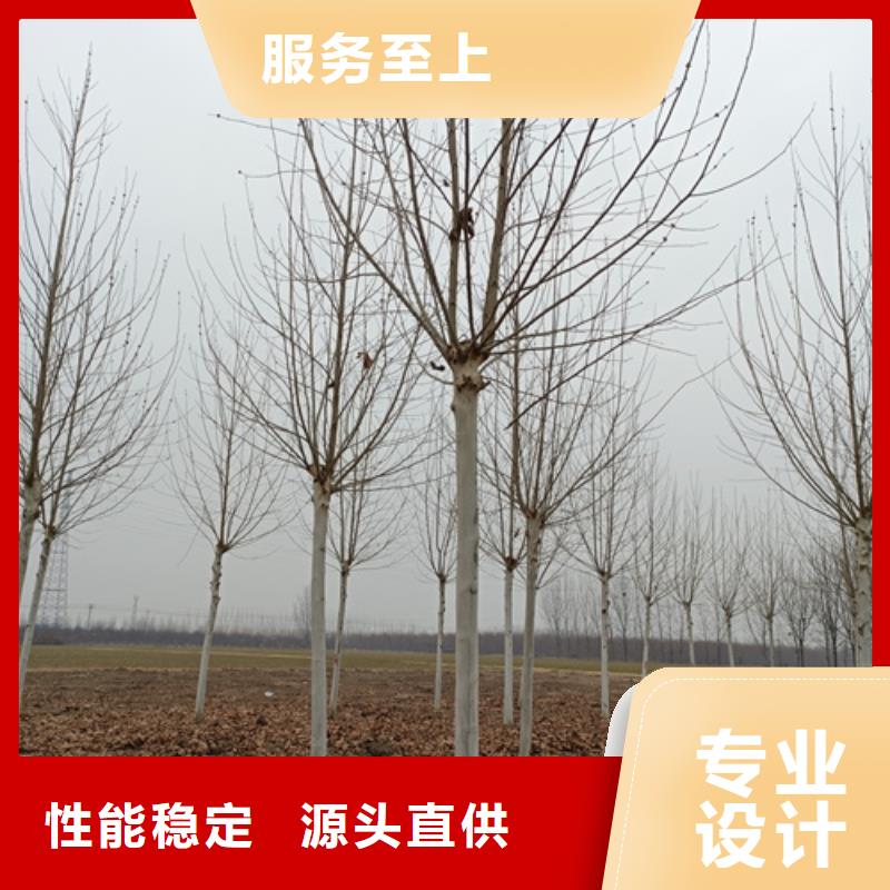 【法桐】_五角枫现货供应