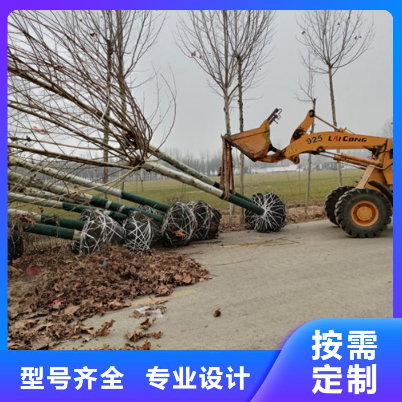 法桐-国槐现货实拍