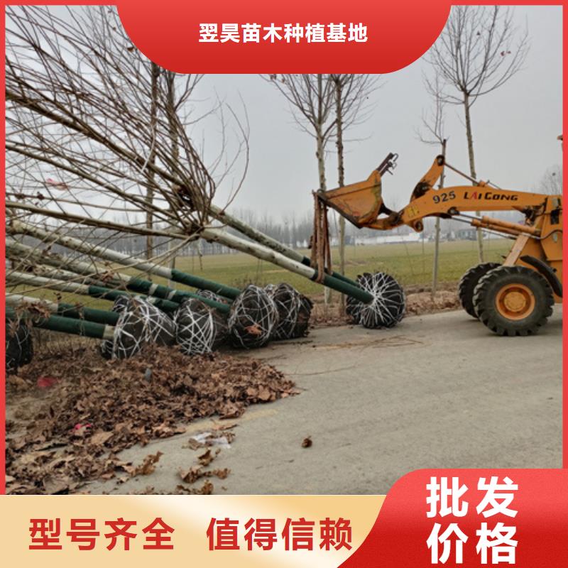 法桐美国红枫口碑好实力强