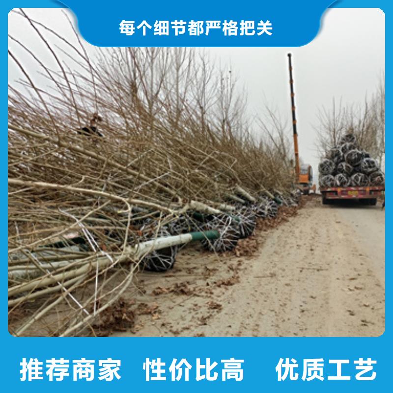 法桐美国红枫值得买
