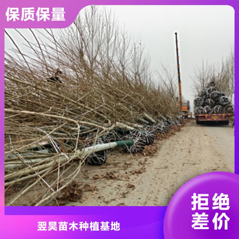 五角枫视频-荔浦|雁山|防城港|崇左|百色|玉林|北海|河池五角枫来图定制量大从优-翌昊苗木种植基地(桂林市分公司)