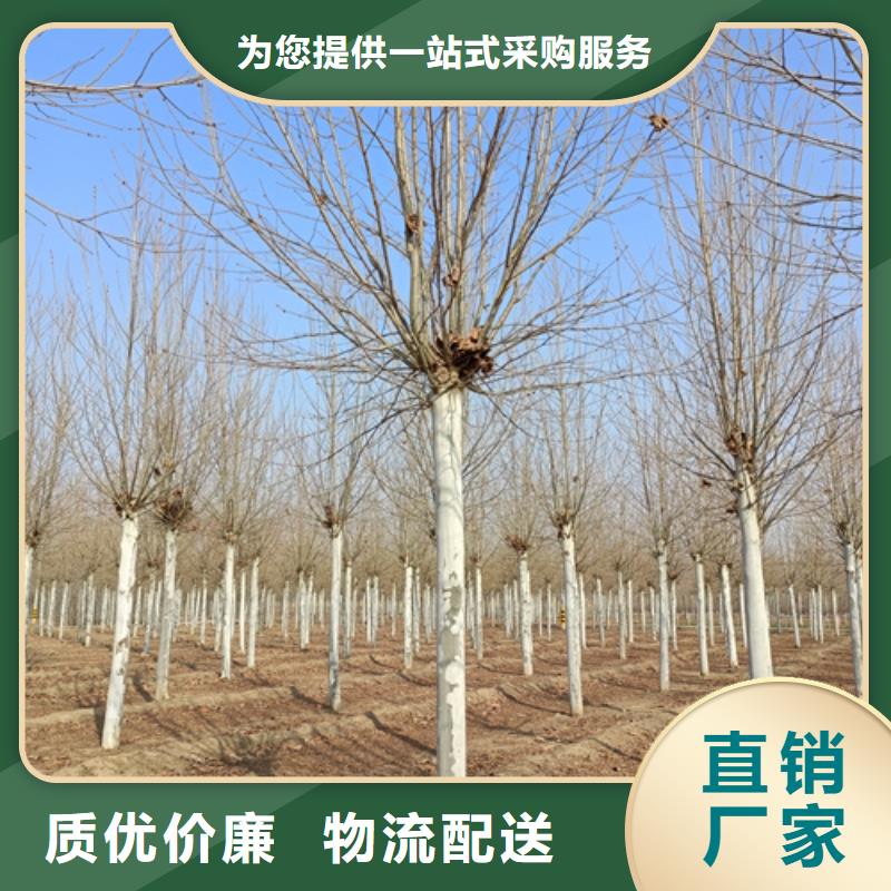 五角枫视频-荔浦|雁山|防城港|崇左|百色|玉林|北海|河池五角枫来图定制量大从优-翌昊苗木种植基地(桂林市分公司)