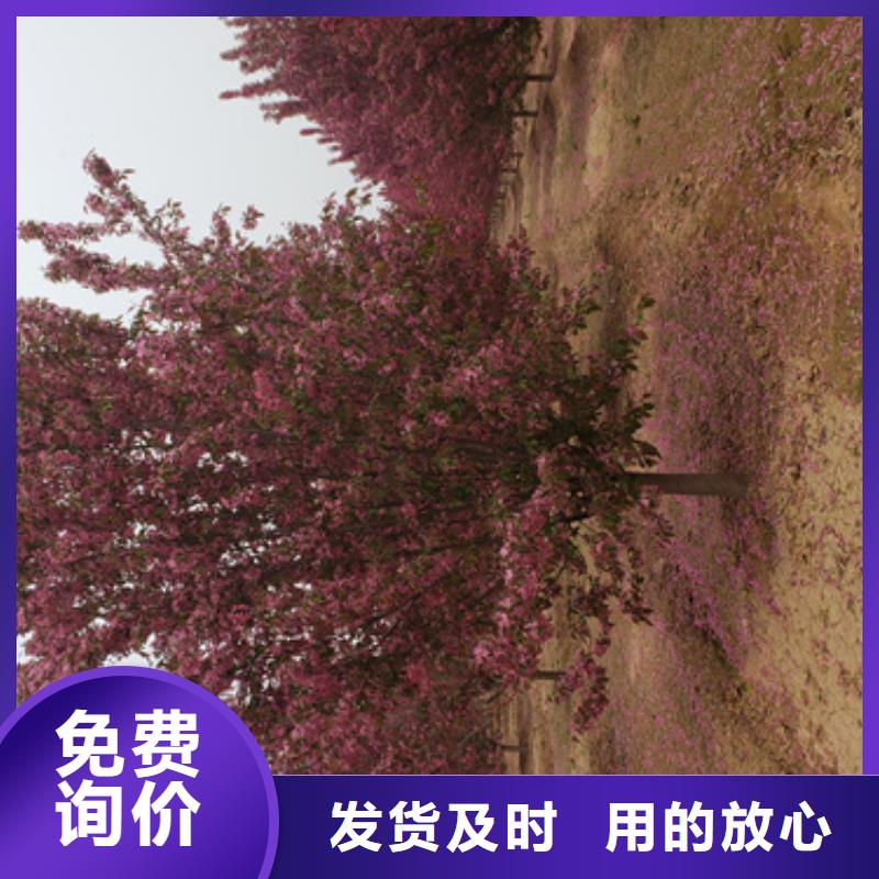 法桐_北京栾N年大品牌