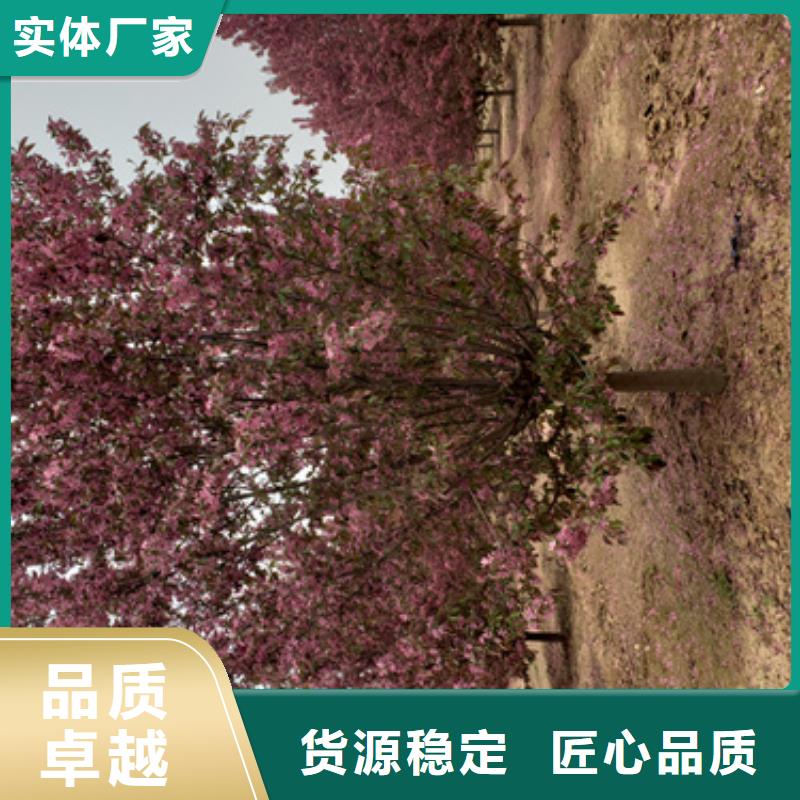 法桐截杆发帽省心又省钱