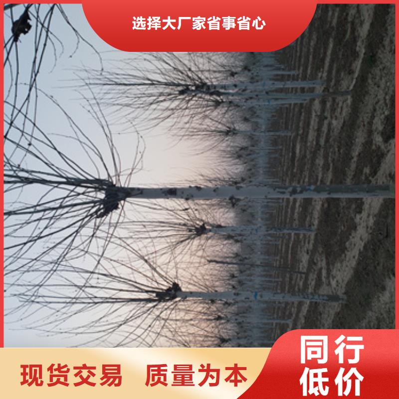 法桐截杆发帽专业供货品质管控