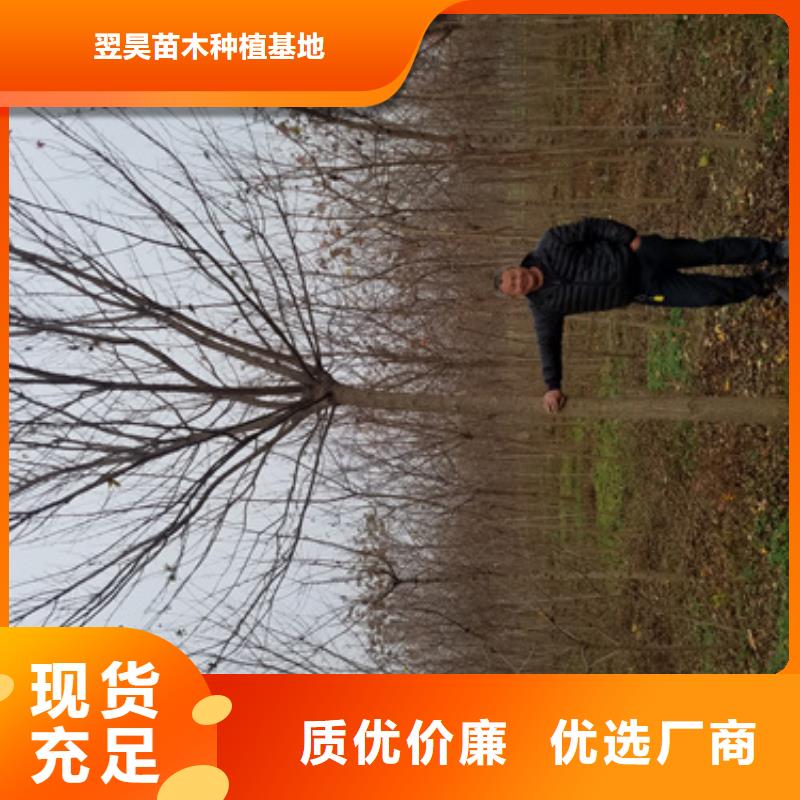 法桐_黄金槐价格低