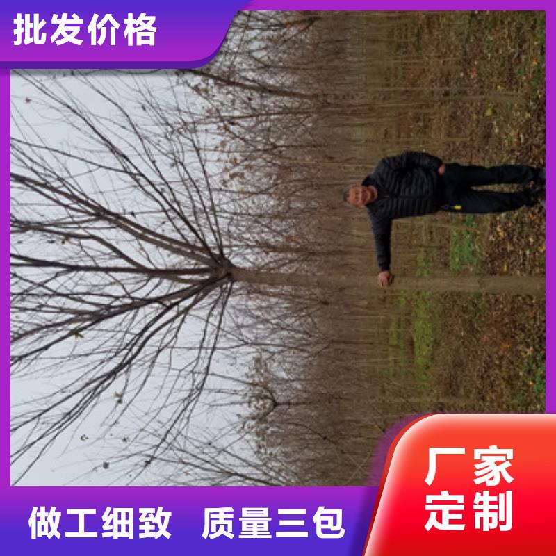 法桐-五角枫常年供应