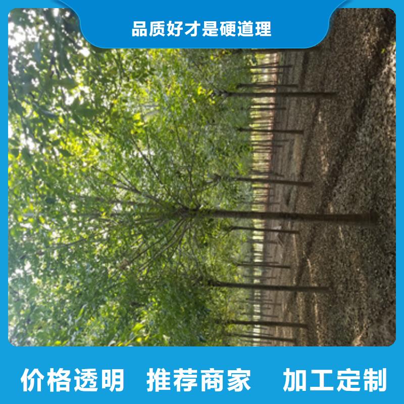 法桐国槐选择我们选择放心