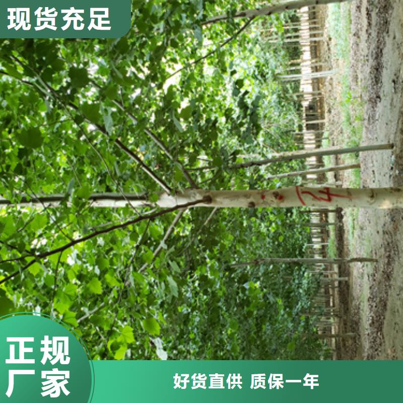 法桐-五角枫常年供应