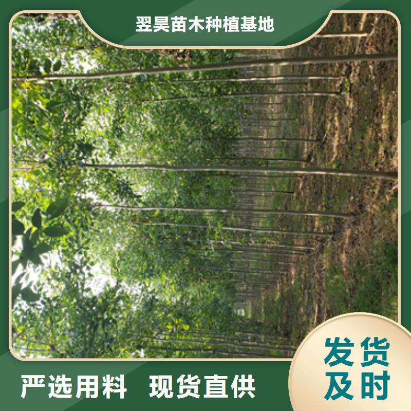 法桐,白蜡做工细致