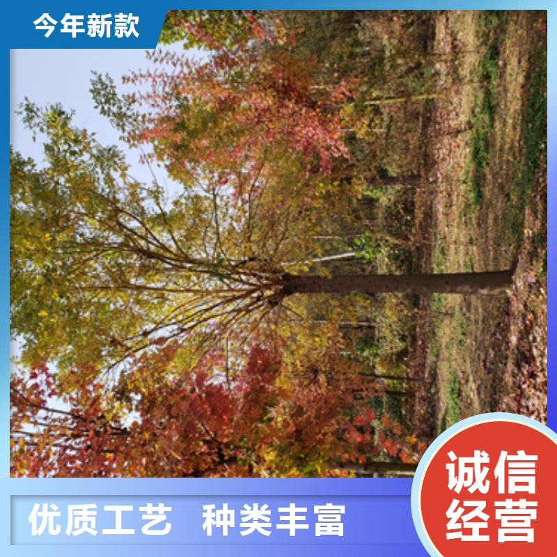 法桐截杆发帽省心又省钱