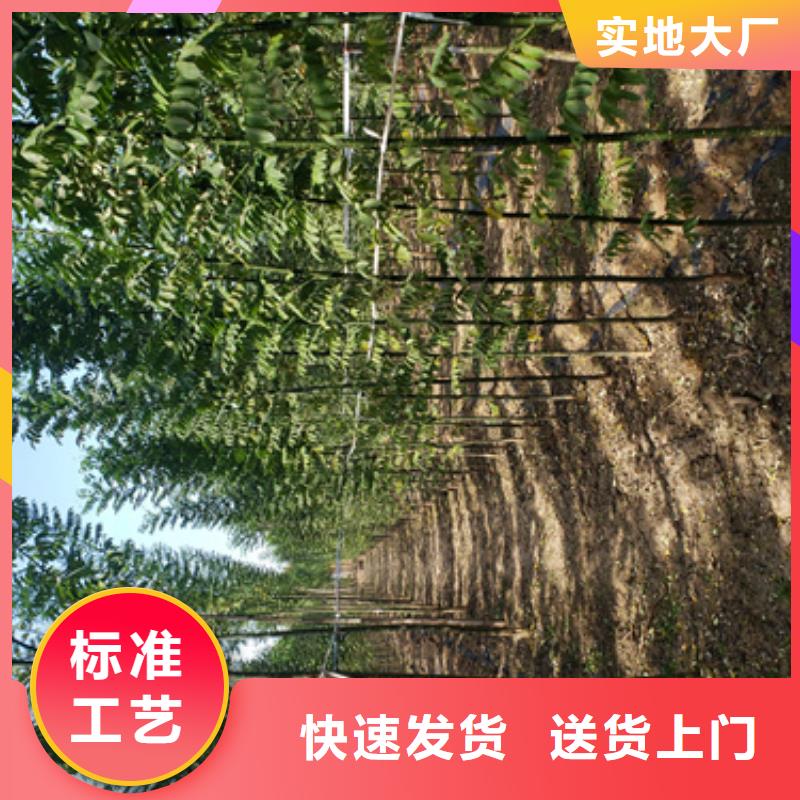 法桐_北京栾N年大品牌