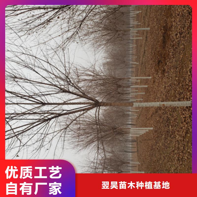 法桐截杆发帽多年实力厂家