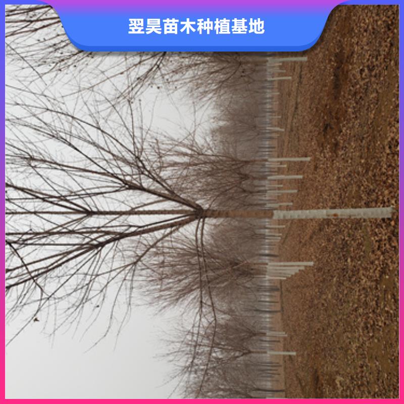 【法桐】樱花快速发货