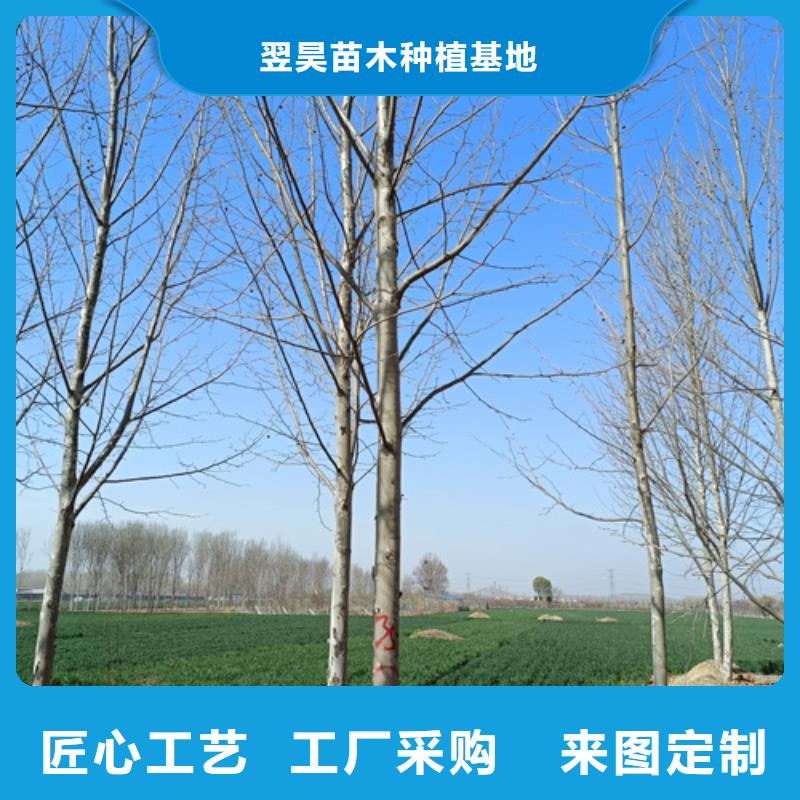 【法桐】樱花快速发货