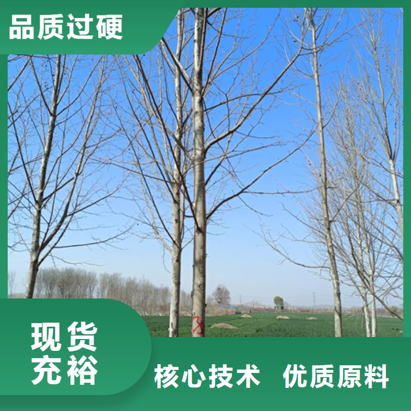 法桐白蜡采购
