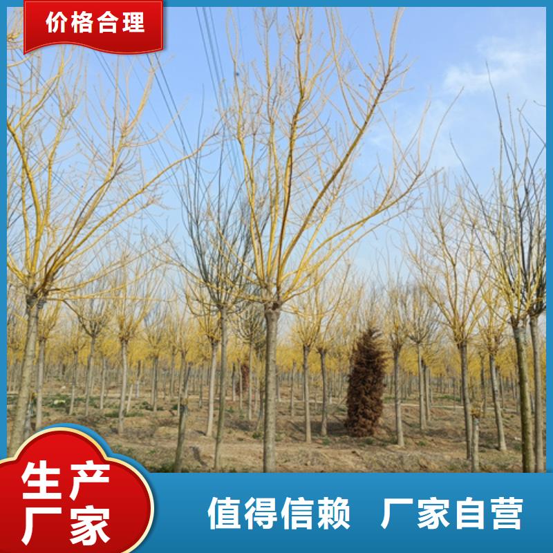 法桐,秋紫白蜡合作共赢