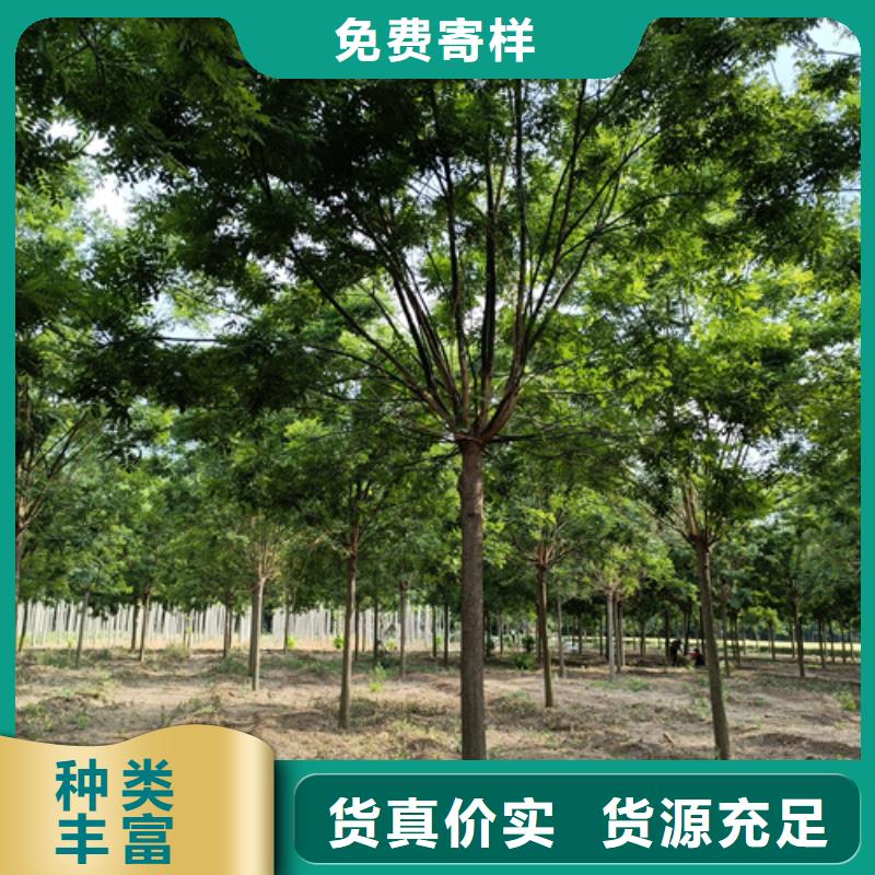 法桐截杆发帽多年实力厂家