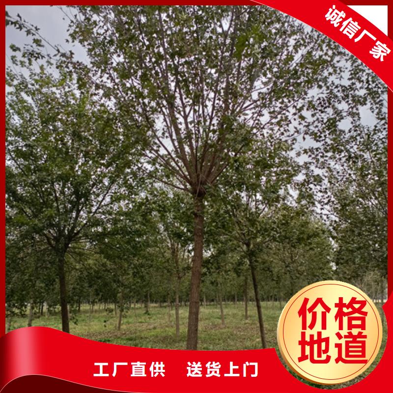 法桐截杆发帽专业供货品质管控