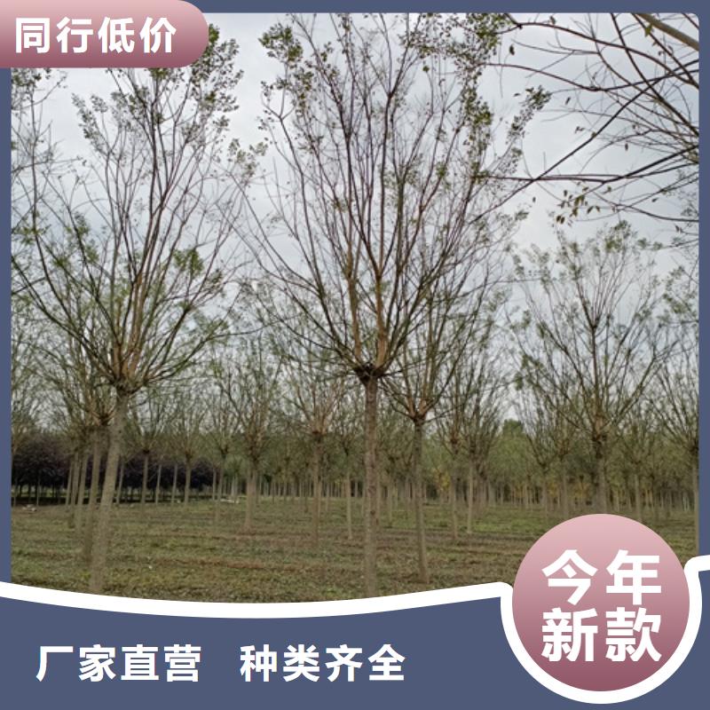 法桐五角枫质量安心