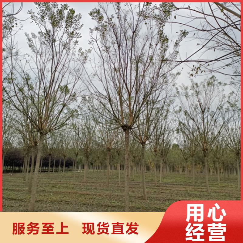 【法桐】樱花快速发货