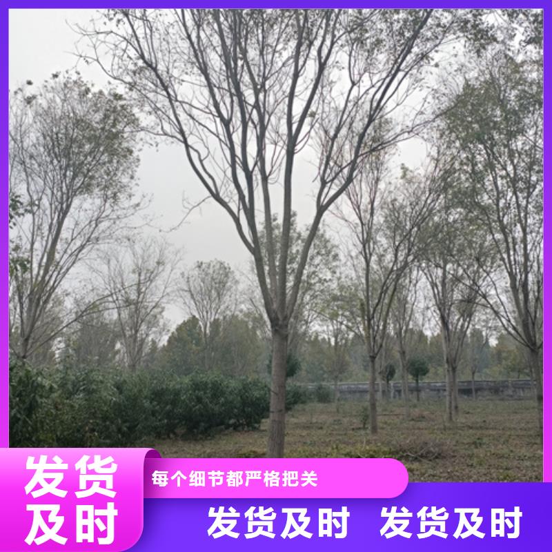 法桐美国红枫口碑好实力强