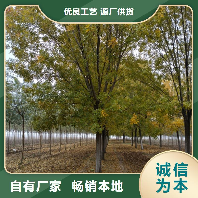 【法桐】-原生冠法桐设备齐全支持定制