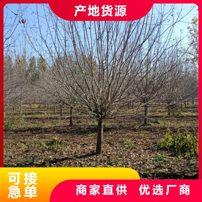 法桐,秋紫白蜡合作共赢