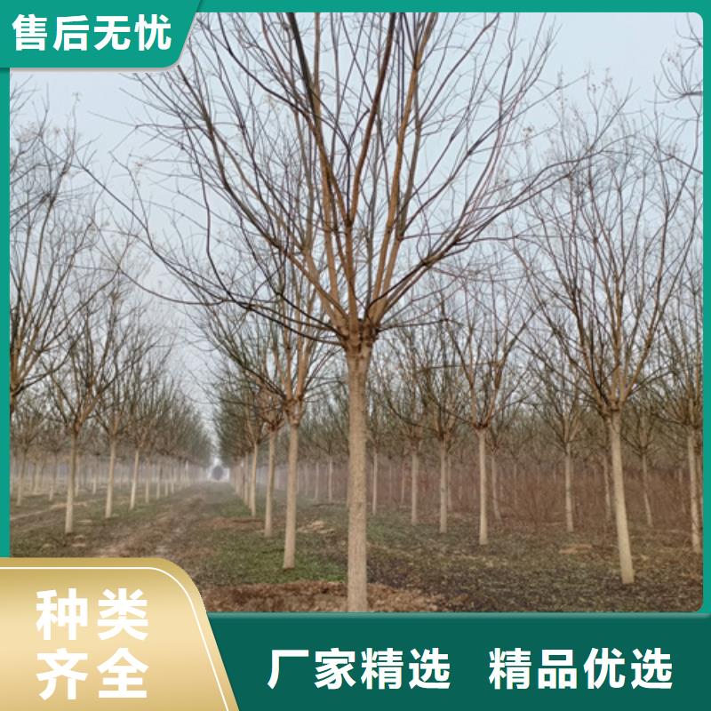 法桐-西府海棠价格地道