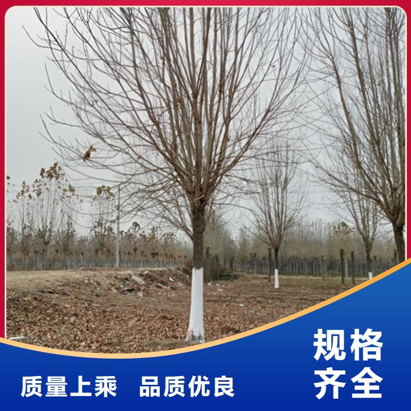 法桐五角枫品质保障售后无忧