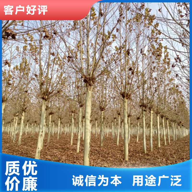 法桐,白蜡做工细致