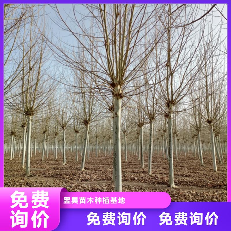 法桐五角枫品质保障售后无忧