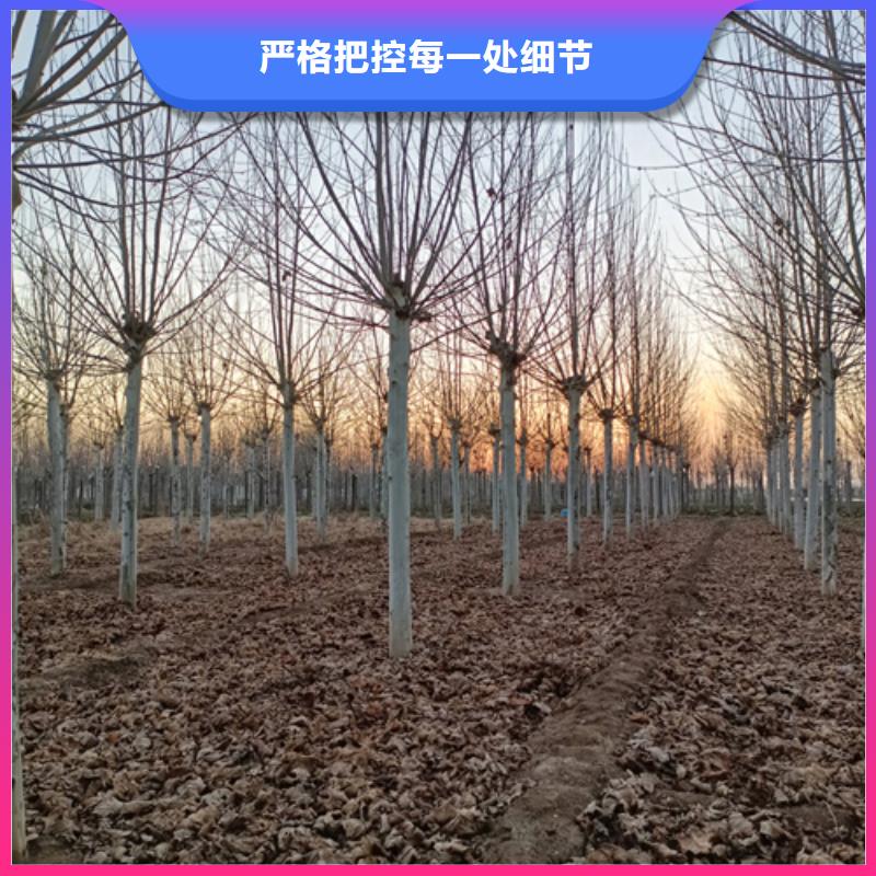 法桐美国红枫诚信商家服务热情