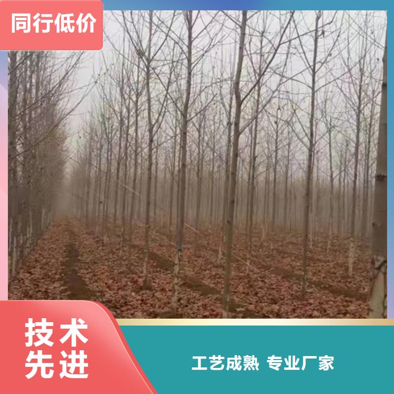 法桐截杆发帽多年实力厂家