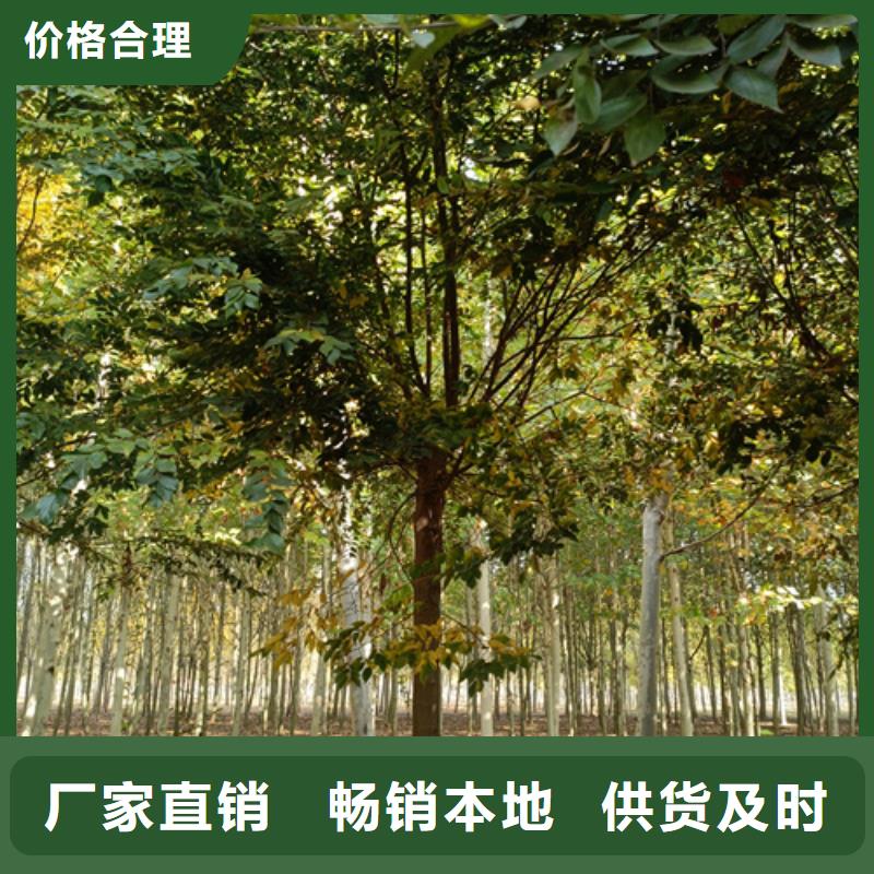 法桐五角枫质量安心
