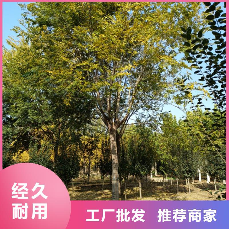 法桐美国红枫诚信商家服务热情