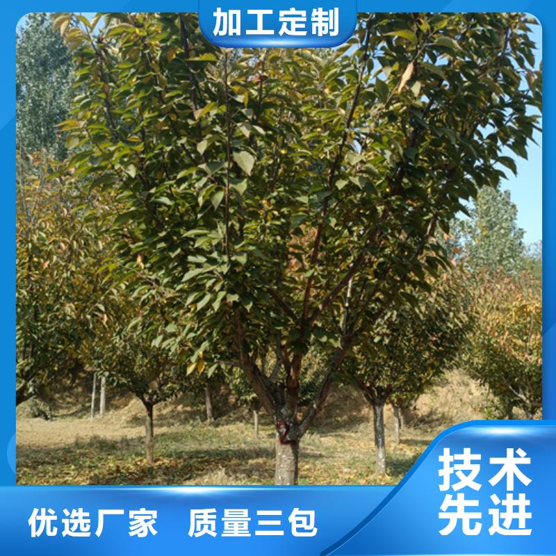 五角枫视频-五角枫(翌昊)覆盖地域贵州省黔南市都匀|平塘|黔东南|贵阳|黔西南|遵义|六盘水