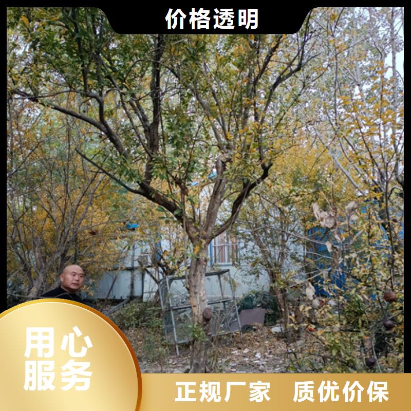 法桐黄金槐的图文介绍