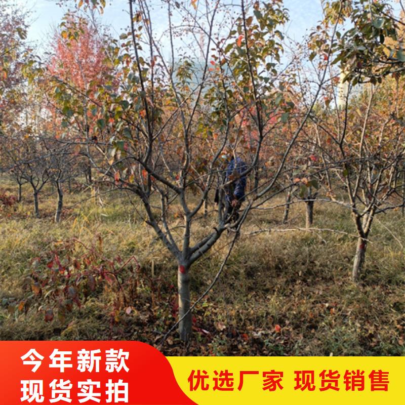 法桐,白蜡做工细致