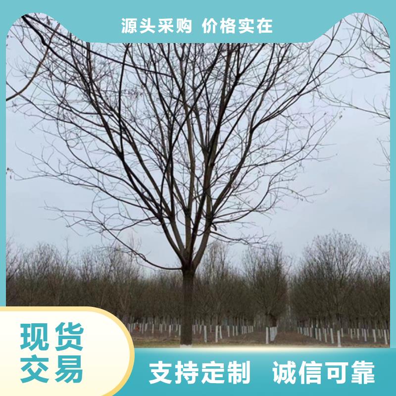 法桐_北京栾N年大品牌