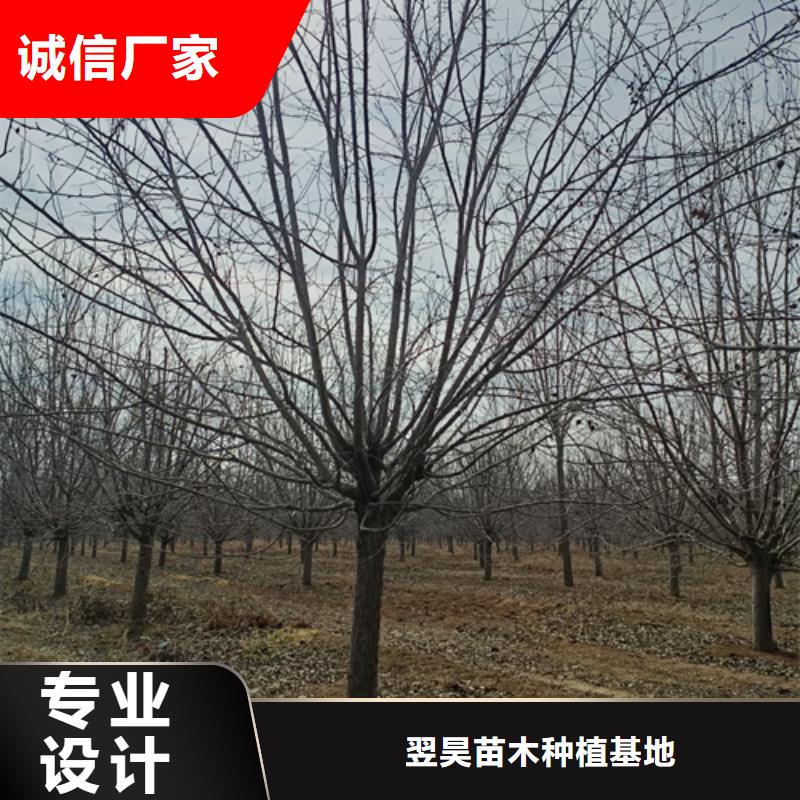 法桐国槐选择我们选择放心