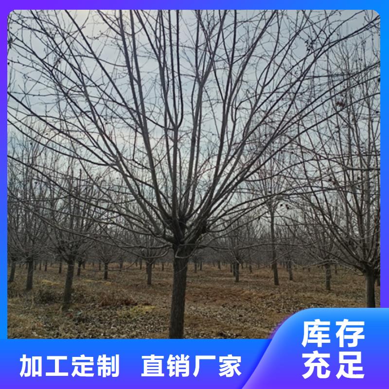 法桐截杆发帽多年实力厂家