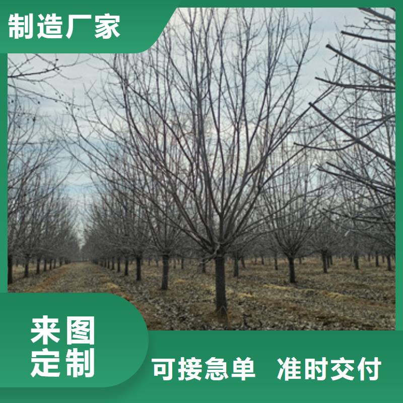 法桐国槐选择我们选择放心