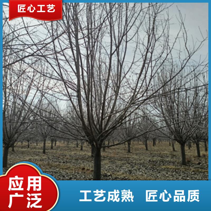 法桐国槐选择我们选择放心