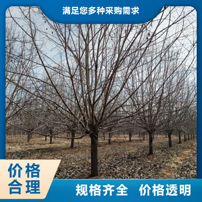 法桐国槐选择我们选择放心