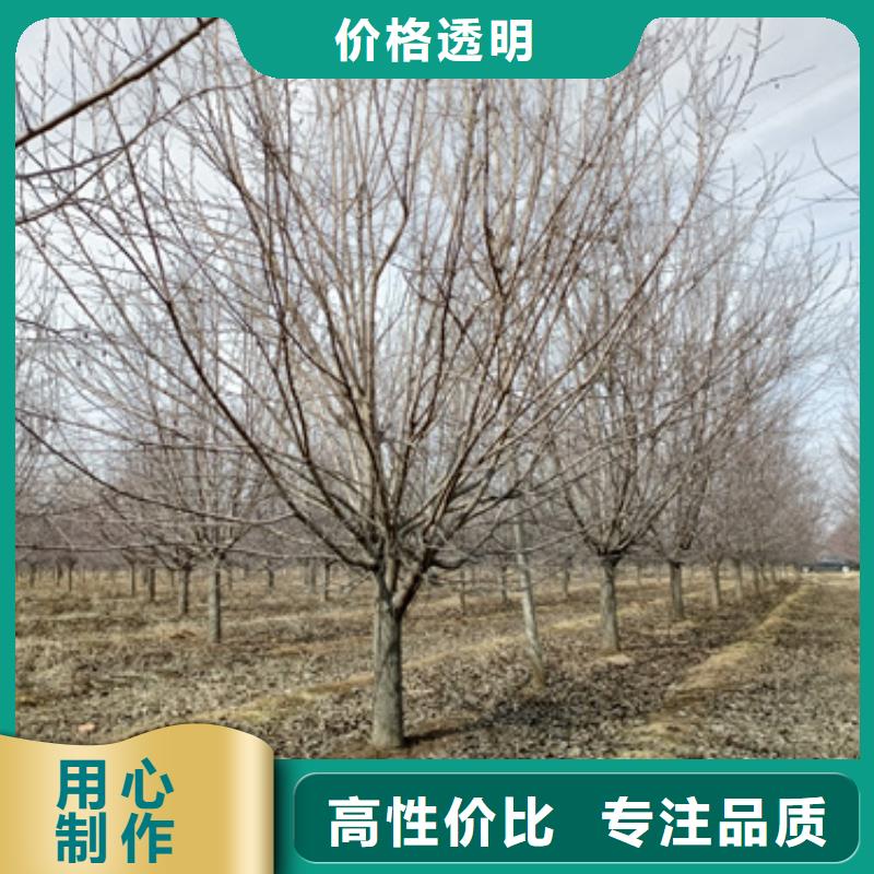法桐国槐选择我们选择放心