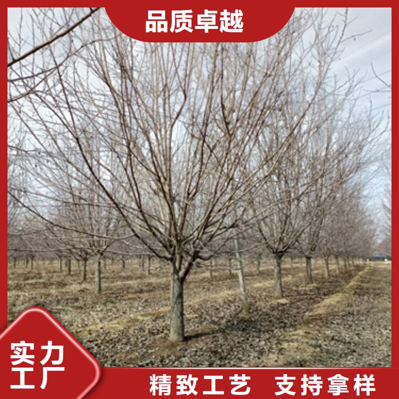 法桐白蜡采购