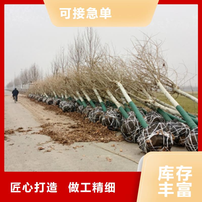 【法桐】_五角枫现货供应
